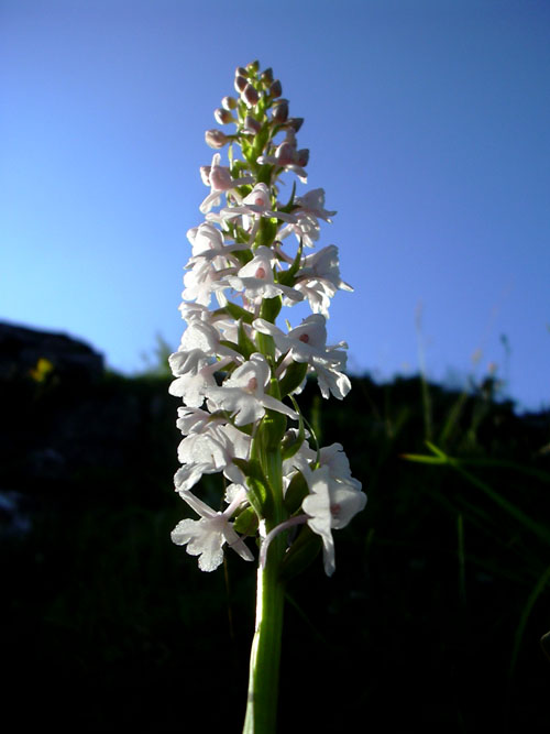 Gymnadenia conopsea